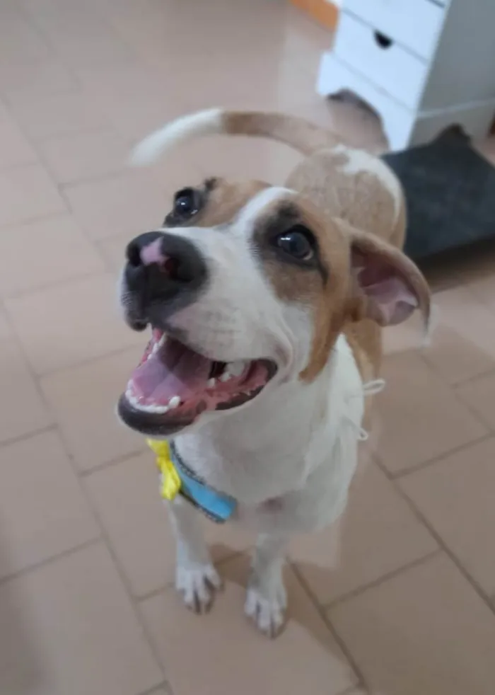 Cachorro ra a SRD-ViraLata idade 2 a 6 meses nome Bill