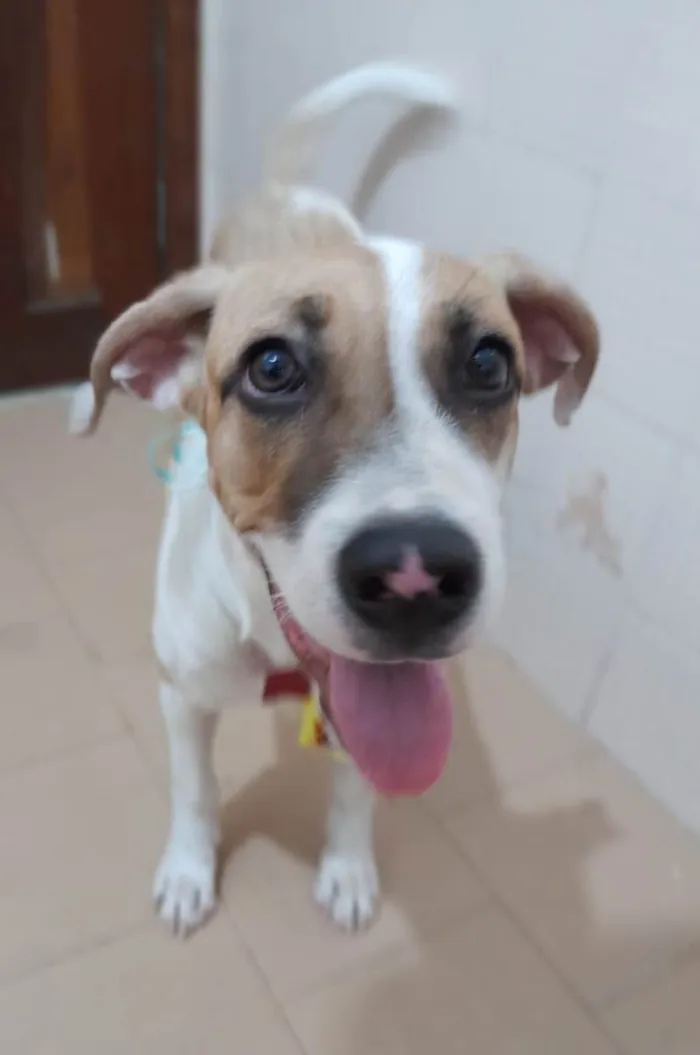 Cachorro ra a SRD-ViraLata idade 2 a 6 meses nome Bill