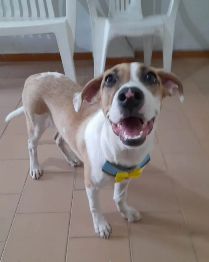 Cachorro ra a SRD-ViraLata idade 2 a 6 meses nome Bill