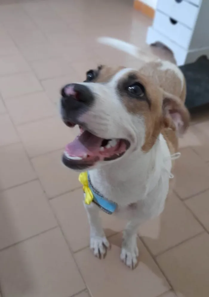 Cachorro ra a SRD-ViraLata idade 2 a 6 meses nome Bill