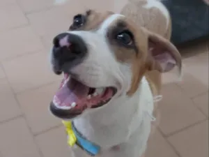 Cachorro raça SRD-ViraLata idade 2 a 6 meses nome Bill