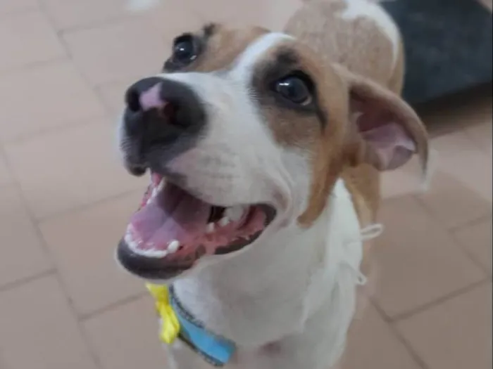 Cachorro ra a SRD-ViraLata idade 2 a 6 meses nome Bill