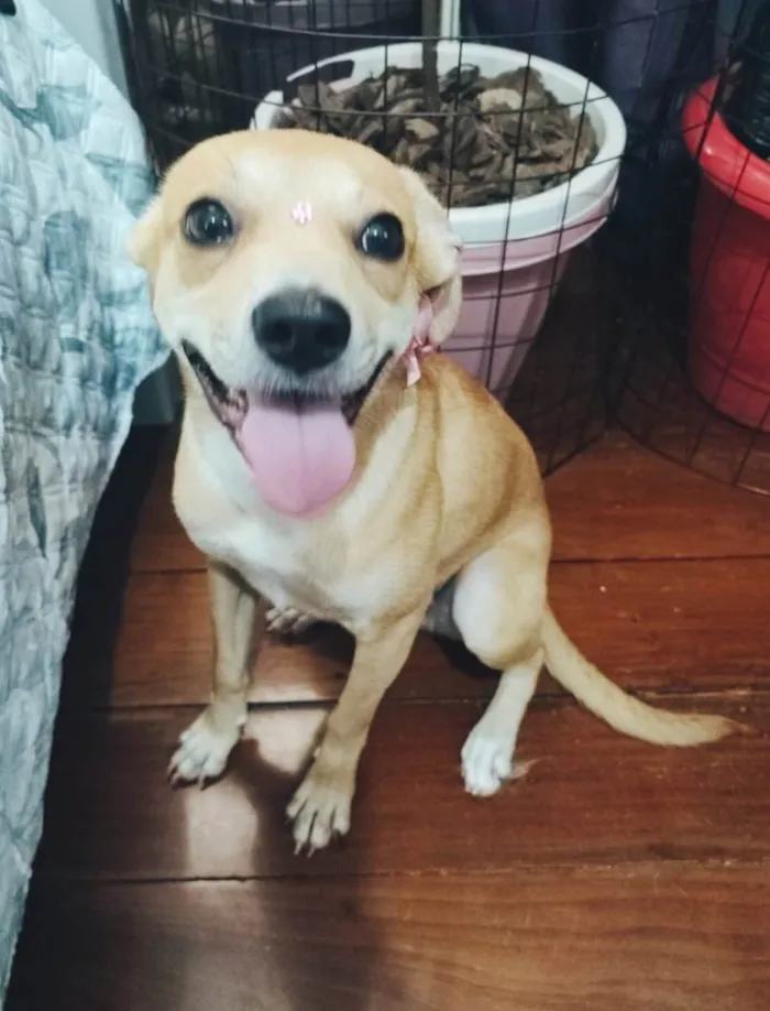 Cachorro ra a SRD-ViraLata idade 7 a 11 meses nome Juliette