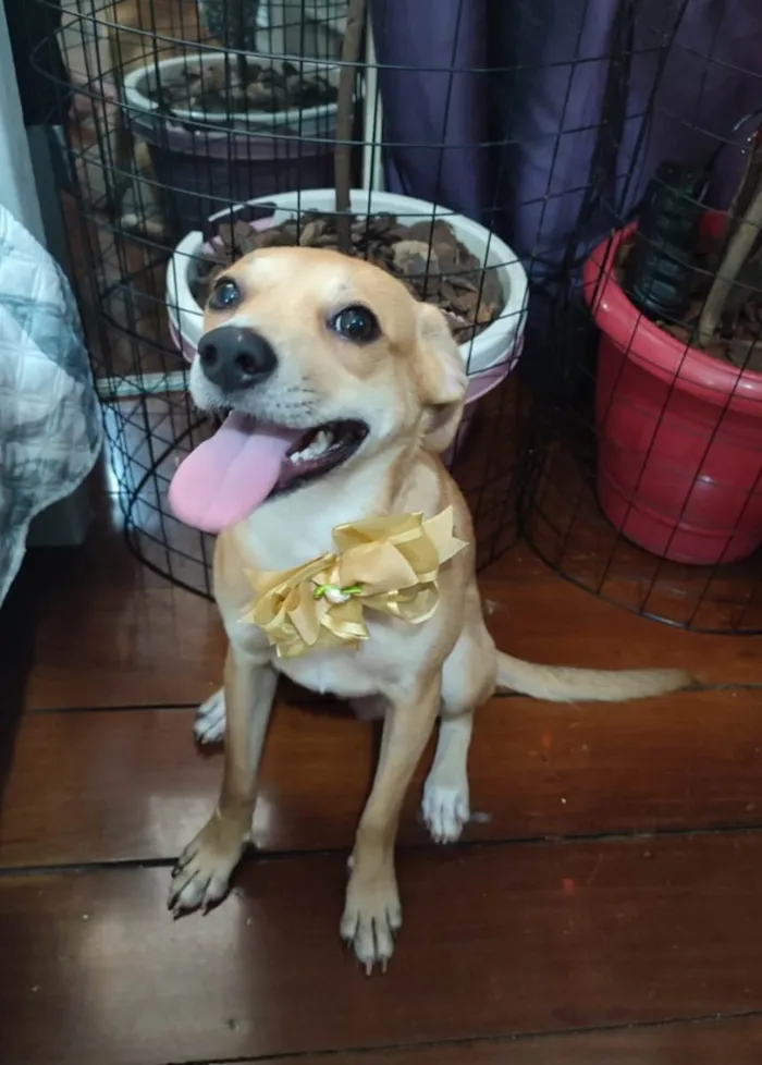 Cachorro ra a SRD-ViraLata idade 7 a 11 meses nome Juliette