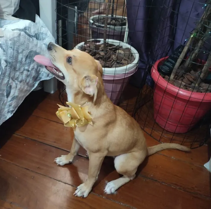 Cachorro ra a SRD-ViraLata idade 7 a 11 meses nome Juliette