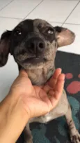 Chiquinha