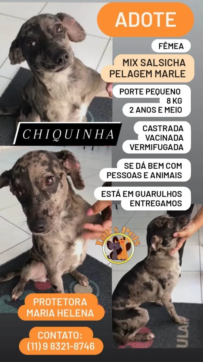 Cachorro ra a SRD-ViraLata idade 2 anos nome Chiquinha