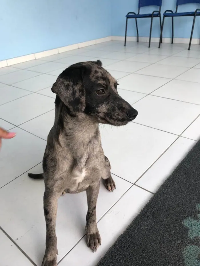 Cachorro ra a SRD-ViraLata idade 2 anos nome Chiquinha