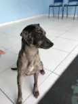 Chiquinha