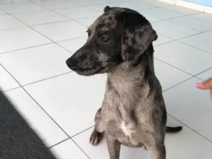 Cachorro raça SRD-ViraLata idade 2 anos nome Chiquinha