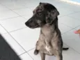 Chiquinha