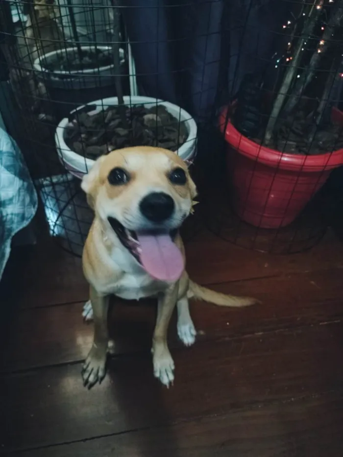 Cachorro ra a SRD-ViraLata idade 7 a 11 meses nome Juliette