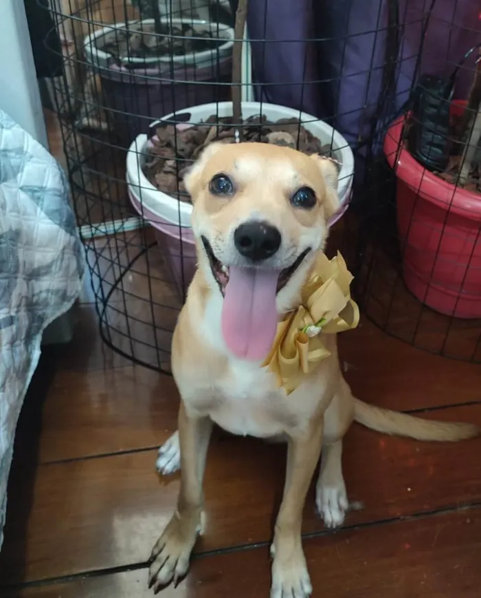 Cachorro ra a SRD-ViraLata idade 7 a 11 meses nome Juliette