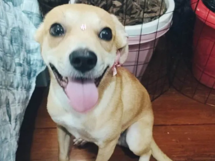 Cachorro ra a SRD-ViraLata idade 7 a 11 meses nome Juliette