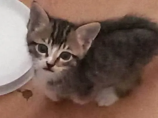 Gato ra a  idade Abaixo de 2 meses nome Sofi