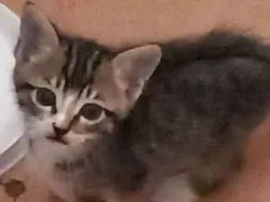 Gato raça  idade Abaixo de 2 meses nome Sofi