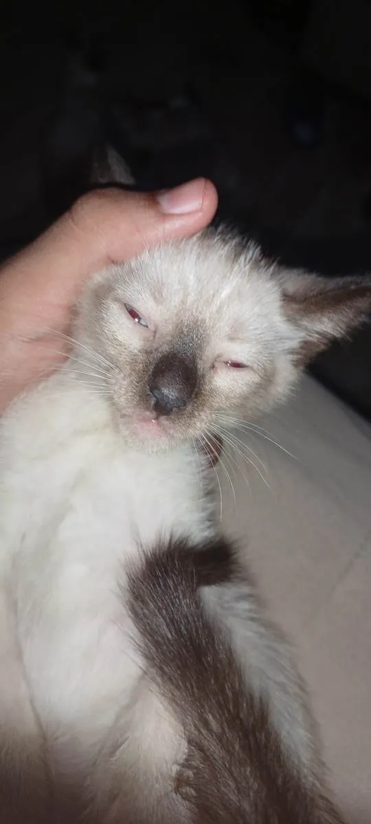 Gato ra a Siamês idade 2 a 6 meses nome Tita