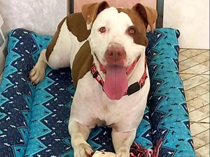 Cachorro ra a Pit-Bull idade 2 anos nome Bebel