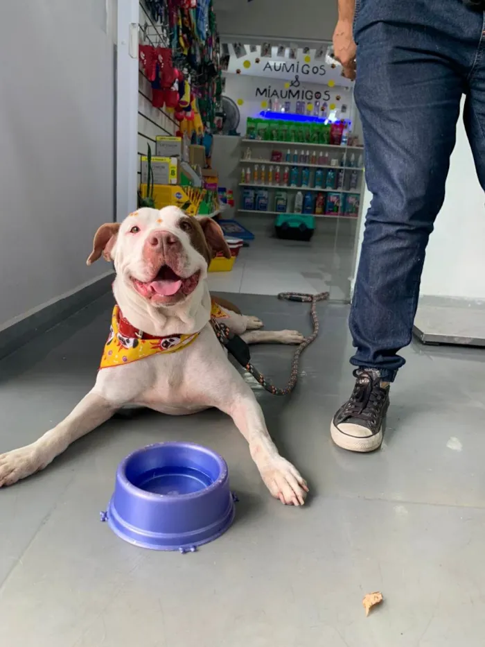 Cachorro ra a Pit-Bull idade 2 anos nome Bebel