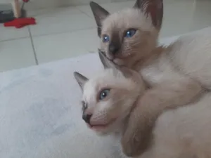 Gato raça Siamês idade 2 a 6 meses nome Liara e Mochi