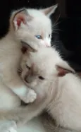 Liara e Mochi