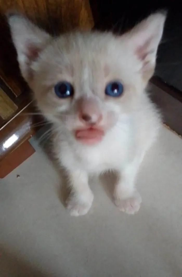 Gato ra a Siamês idade 2 a 6 meses nome Liara e Mochi