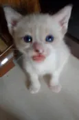 Liara e Mochi