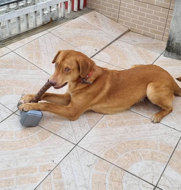 Cachorro ra a SRD-ViraLata idade 1 ano nome Thor