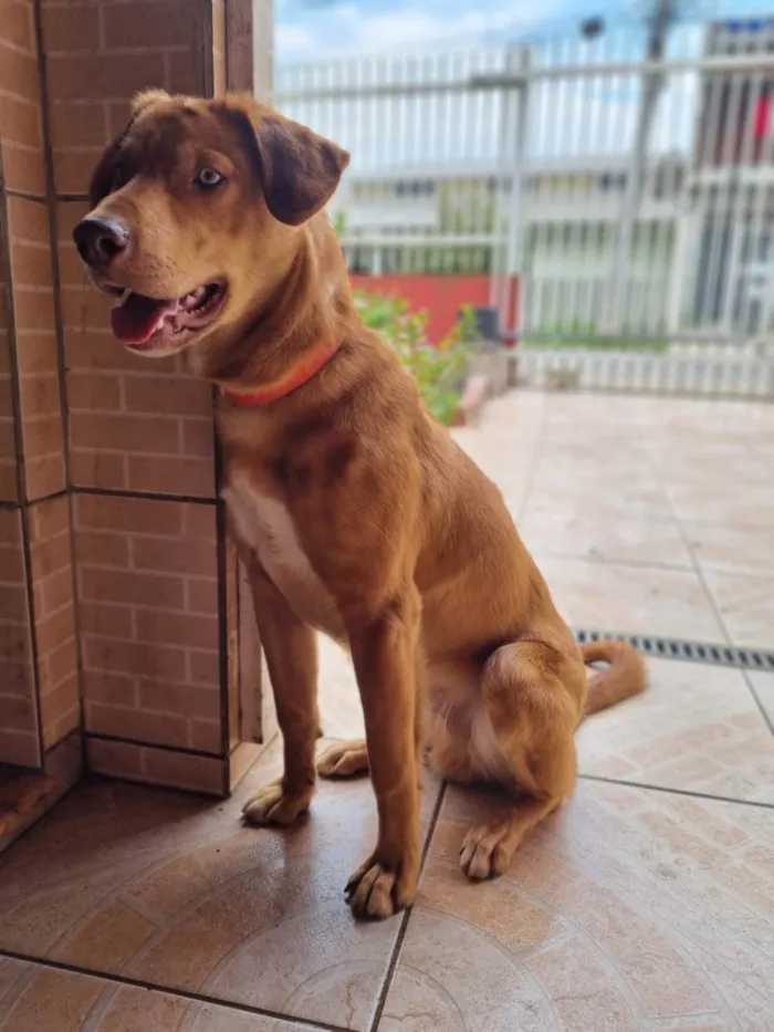 Cachorro ra a SRD-ViraLata idade 1 ano nome Thor