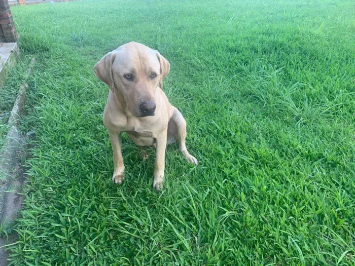 Cachorro ra a Sem raça definida  idade 2 anos nome Branquinho e pretinho