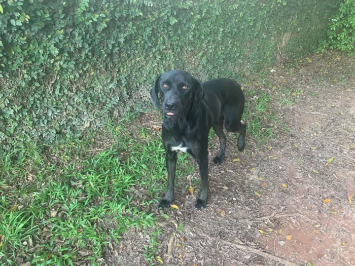 Cachorro ra a Sem raça definida  idade 2 anos nome Branquinho e pretinho