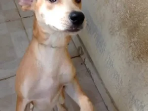 Cachorro raça  idade 2 a 6 meses nome Layla