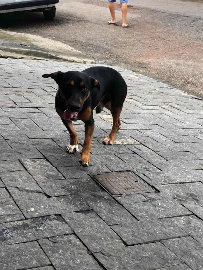 Cachorro ra a SRD-ViraLata idade  nome Pretinho