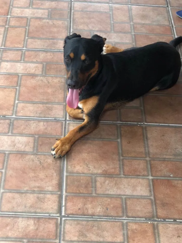 Cachorro ra a SRD-ViraLata idade  nome Pretinho