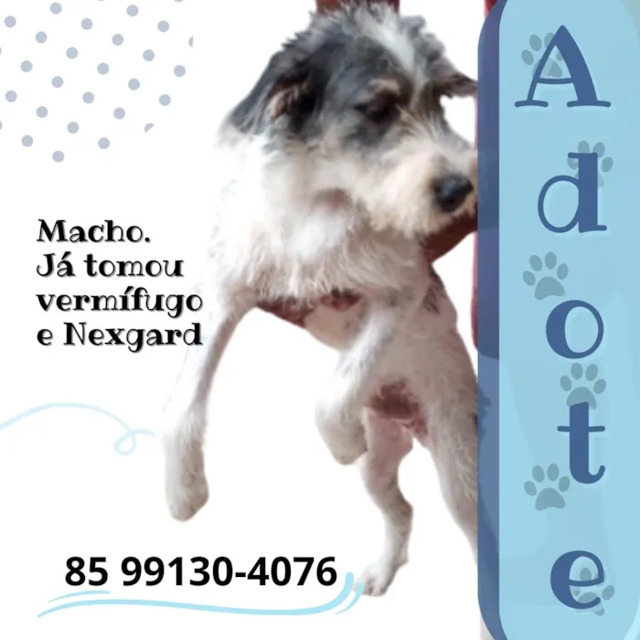 Cachorro ra a Mestiço  idade 1 ano nome Rick