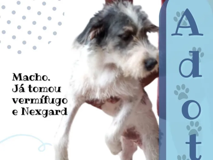 Cachorro ra a Mestiço  idade 1 ano nome Rick