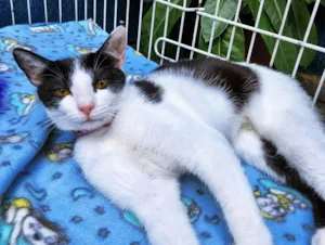 Gato raça SRD-ViraLata idade 2 a 6 meses nome FEFÊ FRAJOLA