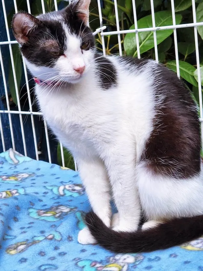 Gato raça SRD-ViraLata idade 2 a 6 meses nome FEFÊ FRAJOLA