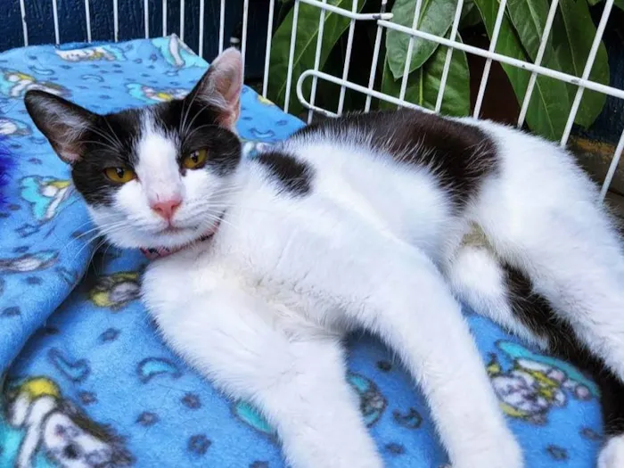 Gato raça SRD-ViraLata idade 2 a 6 meses nome FEFÊ FRAJOLA