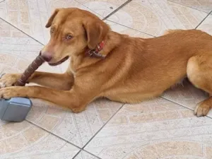 Cachorro raça SRD-ViraLata idade 1 ano nome Thor