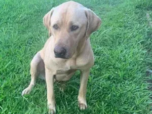 Cachorro raça Sem raça definida  idade 2 anos nome Branquinho e pretinho