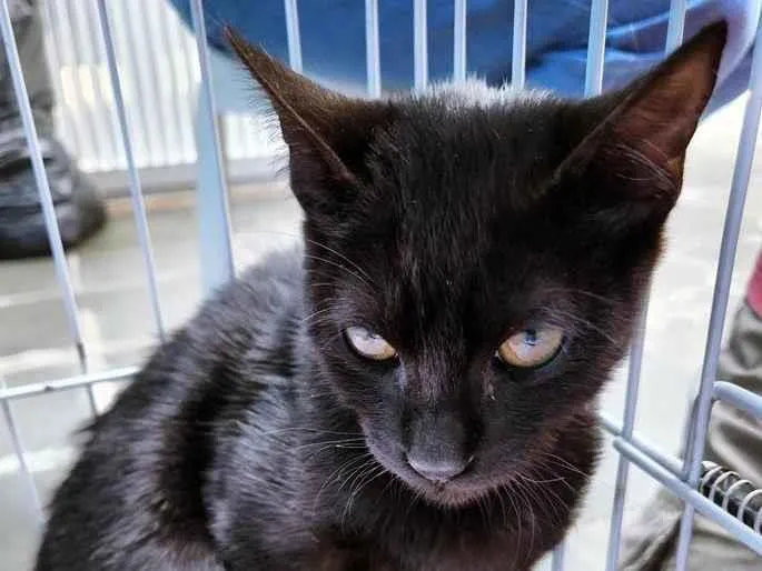 Gato raça SRD-ViraLata idade 2 a 6 meses nome TIÃO BLACK