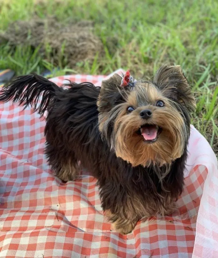 Cachorro ra a Yorkshire idade 2 a 6 meses nome Mel