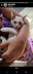 Vários gatinhos