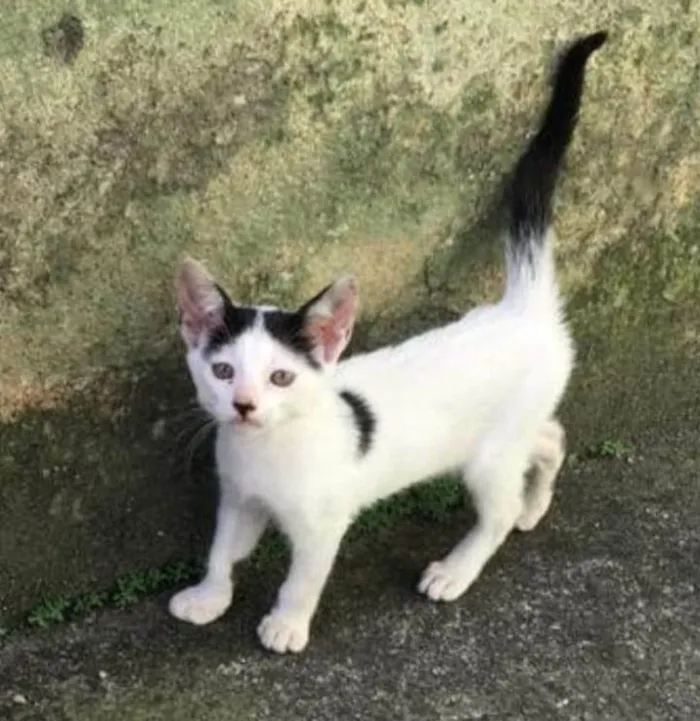 Gato ra a  idade Abaixo de 2 meses nome Sem nome