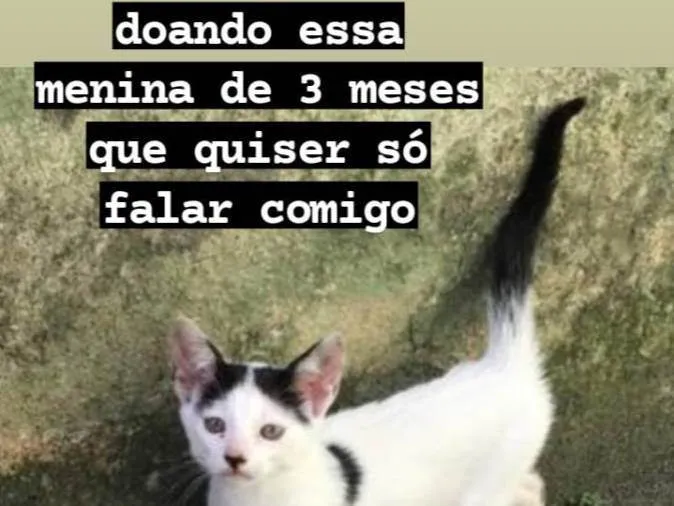 Gato ra a  idade Abaixo de 2 meses nome Sem nome