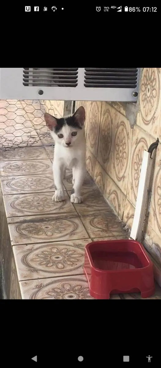 Gato ra a  idade Abaixo de 2 meses nome Sem nome