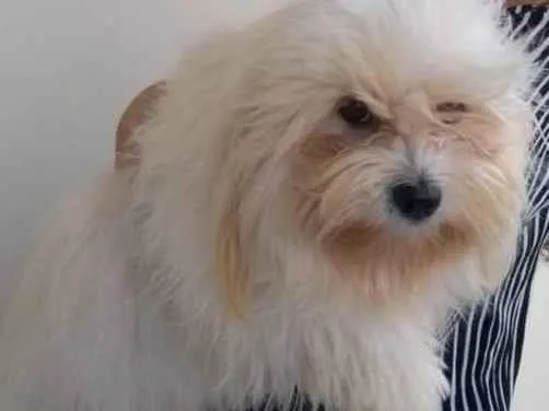 Cachorro ra a Maltês idade 4 anos nome Bellinha 