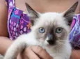 Vários gatinhos