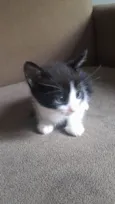 Gato